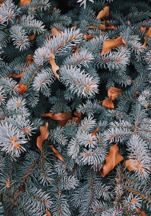winter